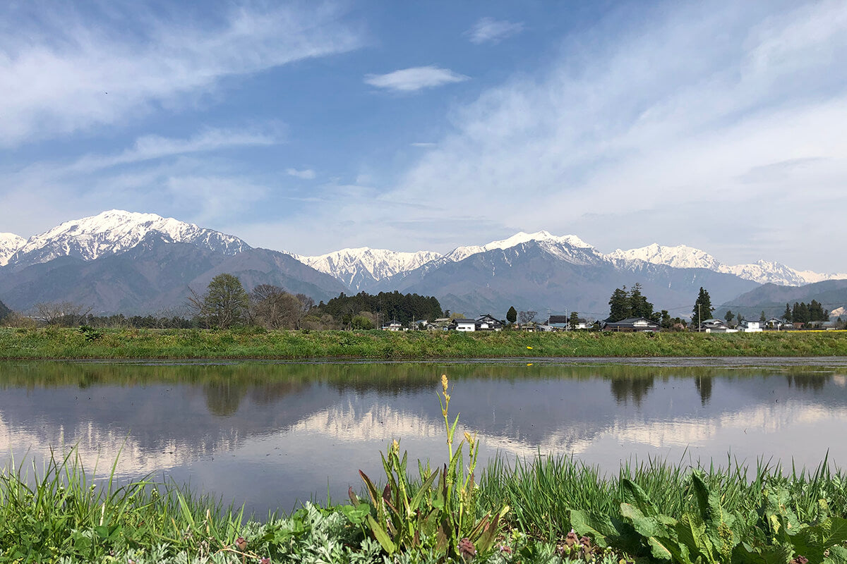 Hakubanishiki Brewing Company