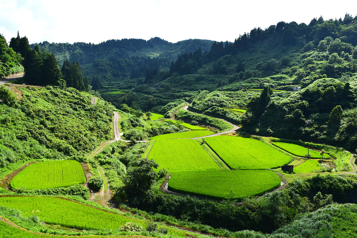 Ofuku Brewing Company