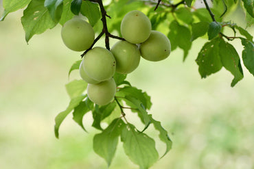 Perfect Pairings with Plum Sake