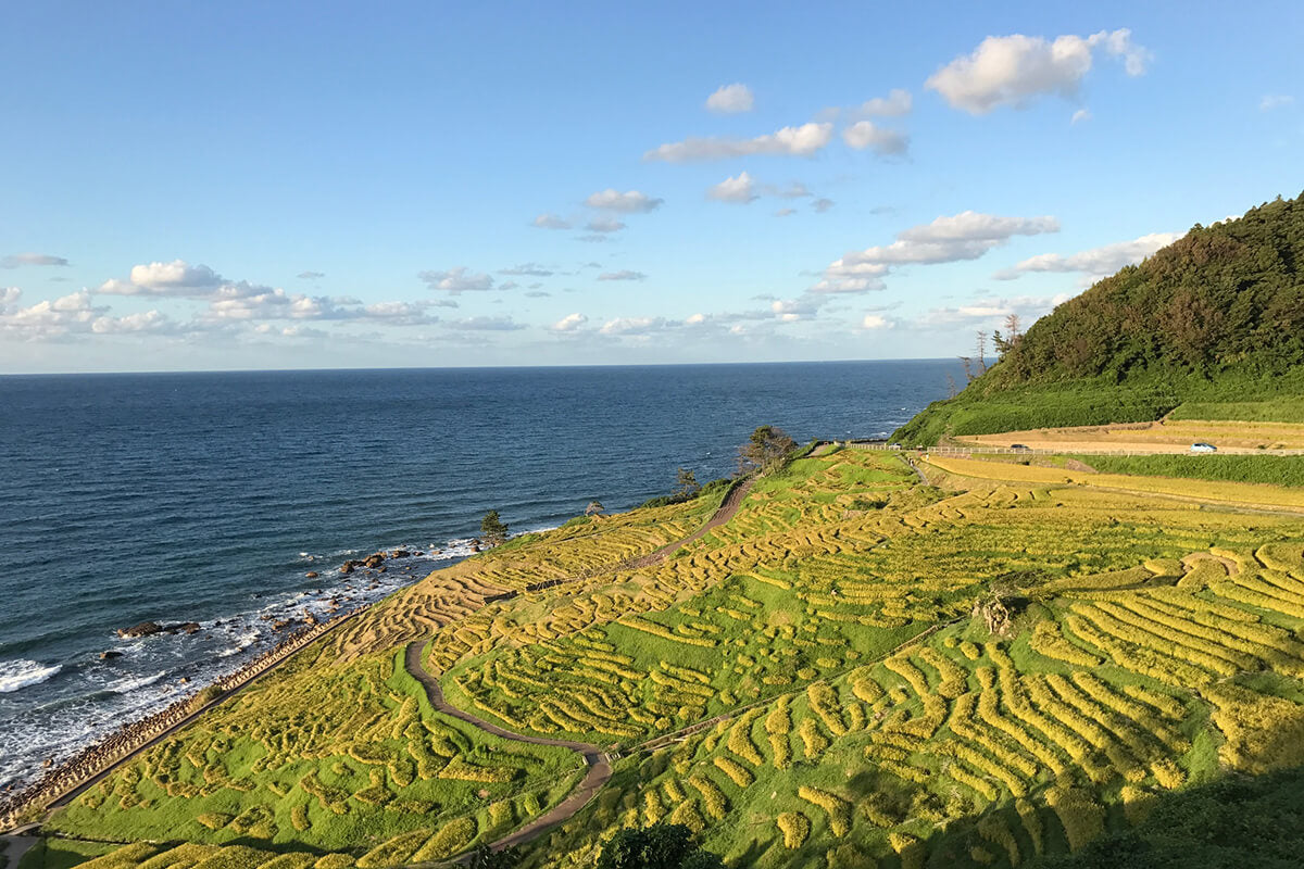 Hakuto Brewing Company